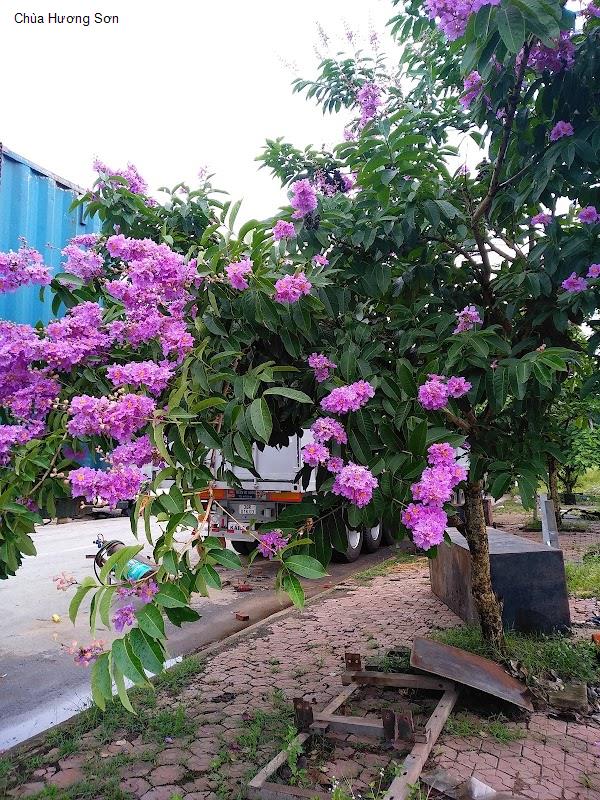 Chùa Hương Sơn